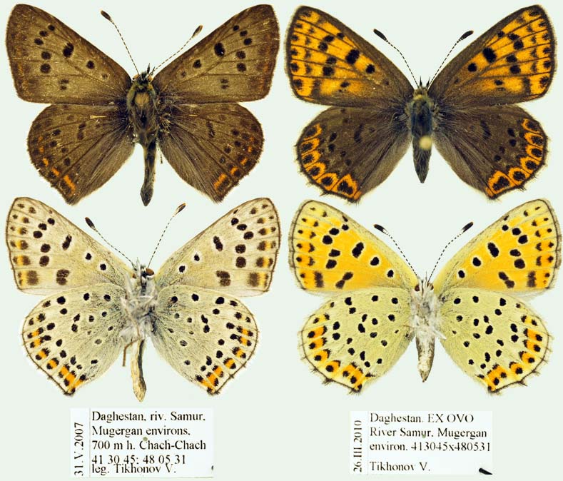 Lycaena tityrus Foto